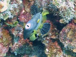 047 Whitespotted Filefish IMG 5381